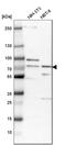 2-Oxoglutarate And Iron Dependent Oxygenase Domain Containing 1 antibody, HPA003215, Atlas Antibodies, Western Blot image 