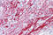 SRBC antibody, ARP51159_P050, Aviva Systems Biology, Immunohistochemistry frozen image 