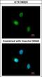 Hormonally Up-Regulated Neu-Associated Kinase antibody, GTX108203, GeneTex, Immunofluorescence image 