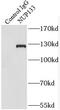 Nucleoporin 133 antibody, FNab05920, FineTest, Immunoprecipitation image 