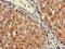 Sialic Acid Binding Ig Like Lectin 7 antibody, CSB-PA896485LA01HU, Cusabio, Immunohistochemistry paraffin image 
