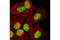 Histone H3 antibody, 4473P, Cell Signaling Technology, Immunofluorescence image 