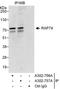 General Transcription Factor IIF Subunit 1 antibody, A302-757A, Bethyl Labs, Immunoprecipitation image 