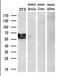 GATA Binding Protein 6 antibody, NBP1-47766, Novus Biologicals, Western Blot image 