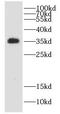 Coenzyme Q9 antibody, FNab01881, FineTest, Western Blot image 