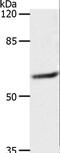 Monocarboxylate transporter 5 antibody, LS-C402438, Lifespan Biosciences, Western Blot image 
