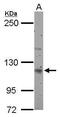 Unc-13 Homolog D antibody, PA5-30883, Invitrogen Antibodies, Western Blot image 