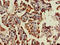 Transmembrane Protein 173 antibody, CSB-PA023754LA01HU, Cusabio, Immunohistochemistry frozen image 
