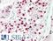 DExD-Box Helicase 39A antibody, LS-B10959, Lifespan Biosciences, Immunohistochemistry frozen image 