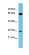 Family With Sequence Similarity 227 Member B antibody, orb325818, Biorbyt, Western Blot image 