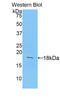 Heparin-binding growth factor 1 antibody, LS-C293890, Lifespan Biosciences, Western Blot image 