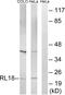 Ribosomal Protein L18 antibody, PA5-38982, Invitrogen Antibodies, Western Blot image 
