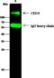 CD19 antibody, 11880-R410, Sino Biological, Immunoprecipitation image 