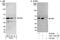 DEK Proto-Oncogene antibody, A301-335A, Bethyl Labs, Immunoprecipitation image 