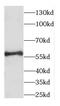 Coiled-coil domain-containing protein 65 antibody, FNab01366, FineTest, Western Blot image 