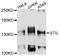 SCL-interrupting locus protein antibody, abx126666, Abbexa, Western Blot image 