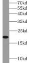Caveolin 1 antibody, FNab01314, FineTest, Western Blot image 