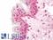 Paired Related Homeobox 1 antibody, LS-B12110, Lifespan Biosciences, Immunohistochemistry frozen image 