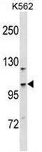 Coiled-Coil And C2 Domain Containing 1A antibody, AP50750PU-N, Origene, Western Blot image 