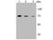 Protein Kinase C Epsilon antibody, A01151, Boster Biological Technology, Western Blot image 