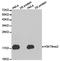 Histone H3.1t antibody, TA327355, Origene, Western Blot image 