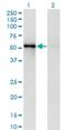Zinc Finger Protein 207 antibody, H00007756-M03, Novus Biologicals, Western Blot image 
