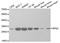 Ribosomal Protein S3 antibody, TA332545, Origene, Western Blot image 