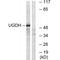UDP-Glucose 6-Dehydrogenase antibody, A04764, Boster Biological Technology, Western Blot image 
