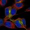 Neuronal Vesicle Trafficking Associated 2 antibody, NBP2-49217, Novus Biologicals, Immunocytochemistry image 