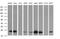Leucine Zipper And CTNNBIP1 Domain Containing antibody, MA5-26222, Invitrogen Antibodies, Western Blot image 