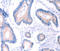 Arylacetamide Deacetylase antibody, MBS2521562, MyBioSource, Immunohistochemistry frozen image 