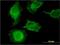  antibody, H00092979-M01, Novus Biologicals, Immunofluorescence image 