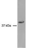 DNA repair protein RAD51 homolog 4 antibody, TA309827, Origene, Western Blot image 