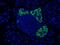 Glucagon-like peptide 1 receptor antibody, ABS 033-04-02, Invitrogen Antibodies, Immunofluorescence image 