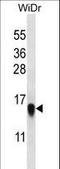 Ribosomal Protein L35 antibody, LS-C162712, Lifespan Biosciences, Western Blot image 
