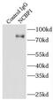 Nuclear Cap Binding Protein Subunit 1 antibody, FNab05581, FineTest, Immunoprecipitation image 