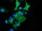 DnaJ Heat Shock Protein Family (Hsp40) Member A2 antibody, TA501711, Origene, Immunofluorescence image 