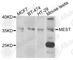 Mesoderm Specific Transcript antibody, A6931, ABclonal Technology, Western Blot image 