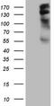 Insulin Receptor Substrate 1 antibody, TA808553, Origene, Western Blot image 