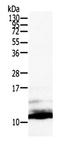 Fibroblast Growth Factor 12 antibody, orb107350, Biorbyt, Western Blot image 