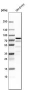 Zinc finger protein with KRAB and SCAN domains 1 antibody, HPA006672, Atlas Antibodies, Western Blot image 