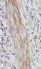 PRELI Domain Containing 1 antibody, FNab06766, FineTest, Immunohistochemistry frozen image 