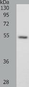 Secretogranin III antibody, TA323984, Origene, Western Blot image 