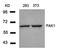 Nitric Oxide Synthase 1 antibody, orb14557, Biorbyt, Western Blot image 