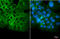 CD44 antibody, GTX102111, GeneTex, Immunocytochemistry image 