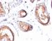 Melanocyte protein PMEL antibody, V7147IHC-7ML, NSJ Bioreagents, Immunohistochemistry frozen image 