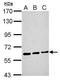 Malic Enzyme 1 antibody, TA308668, Origene, Western Blot image 