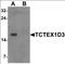 T-Complex-Associated-Testis-Expressed 3 antibody, orb137342, Biorbyt, Western Blot image 