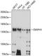 Diaphanous Related Formin 3 antibody, 13-595, ProSci, Western Blot image 