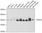 Annexin A4 antibody, GTX30048, GeneTex, Western Blot image 